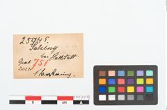 Etikett zu Bernsteinringperle (NHMW-PRAE-025945)